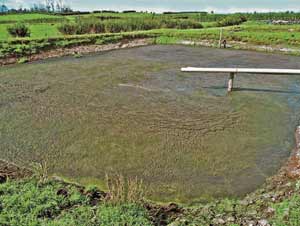 Pond treatment over a 4 week period - this photo shows the start 