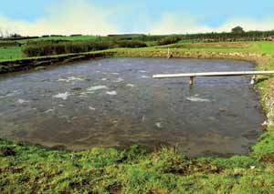 Pond treatment over a 4 week period - this photo shows the middle