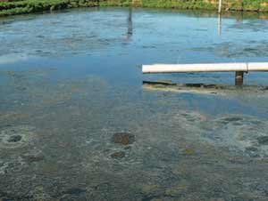 Pond treatment over a 4 week period - this photo shows week 4.